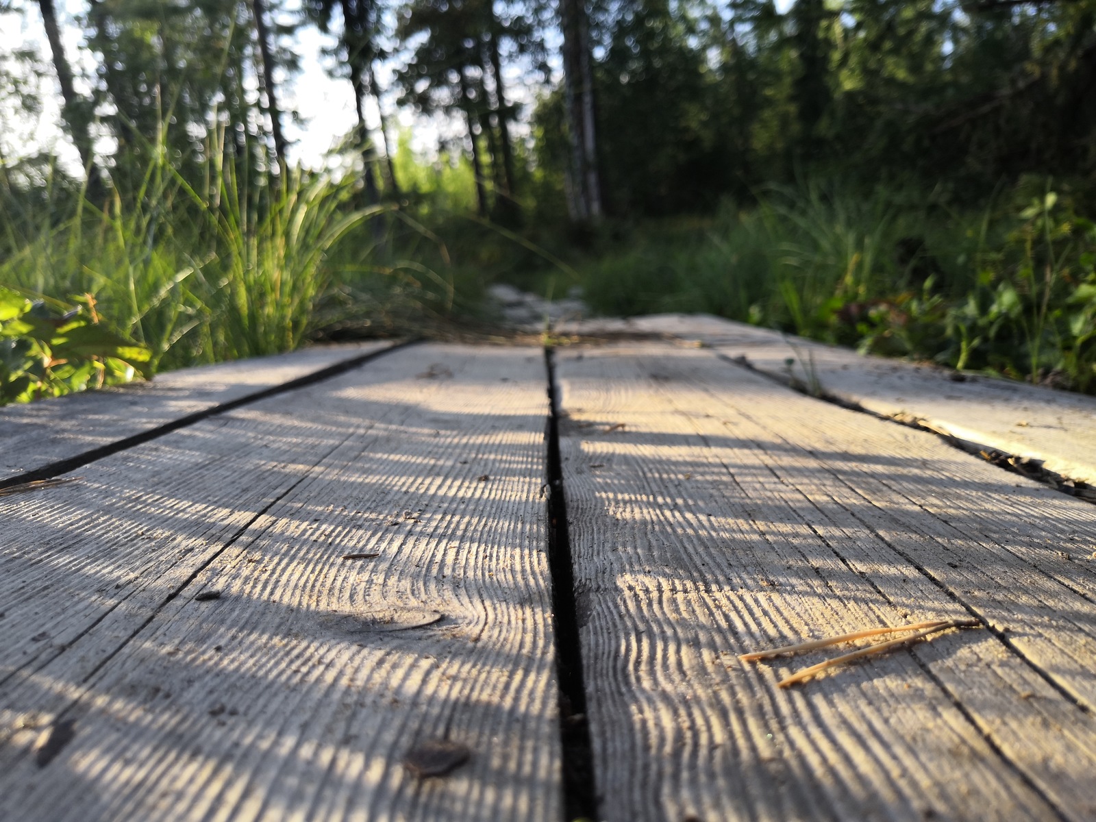 Walk in the woods - My, Usinsk, Forest, Nature, The photo, Komi, Longpost