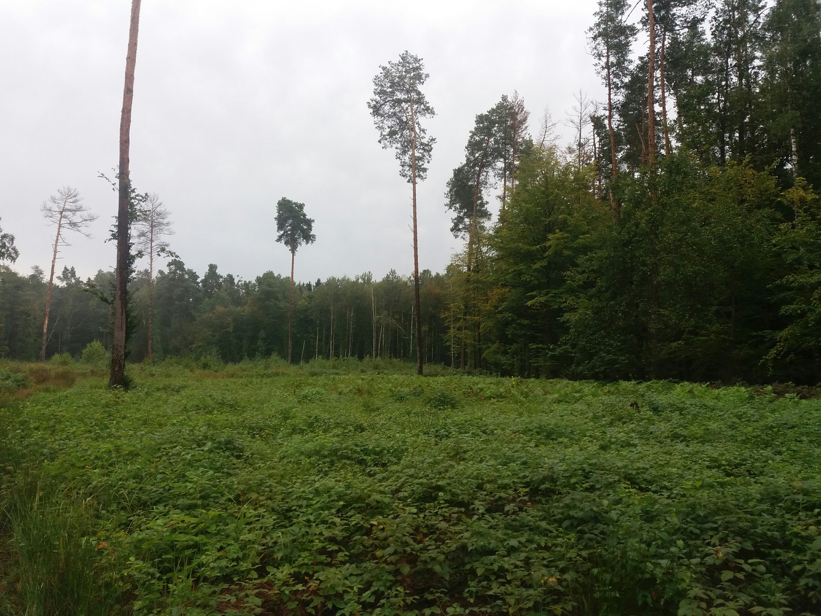 Mushrooms - My, Mushrooms, Forest, Porcini, Longpost