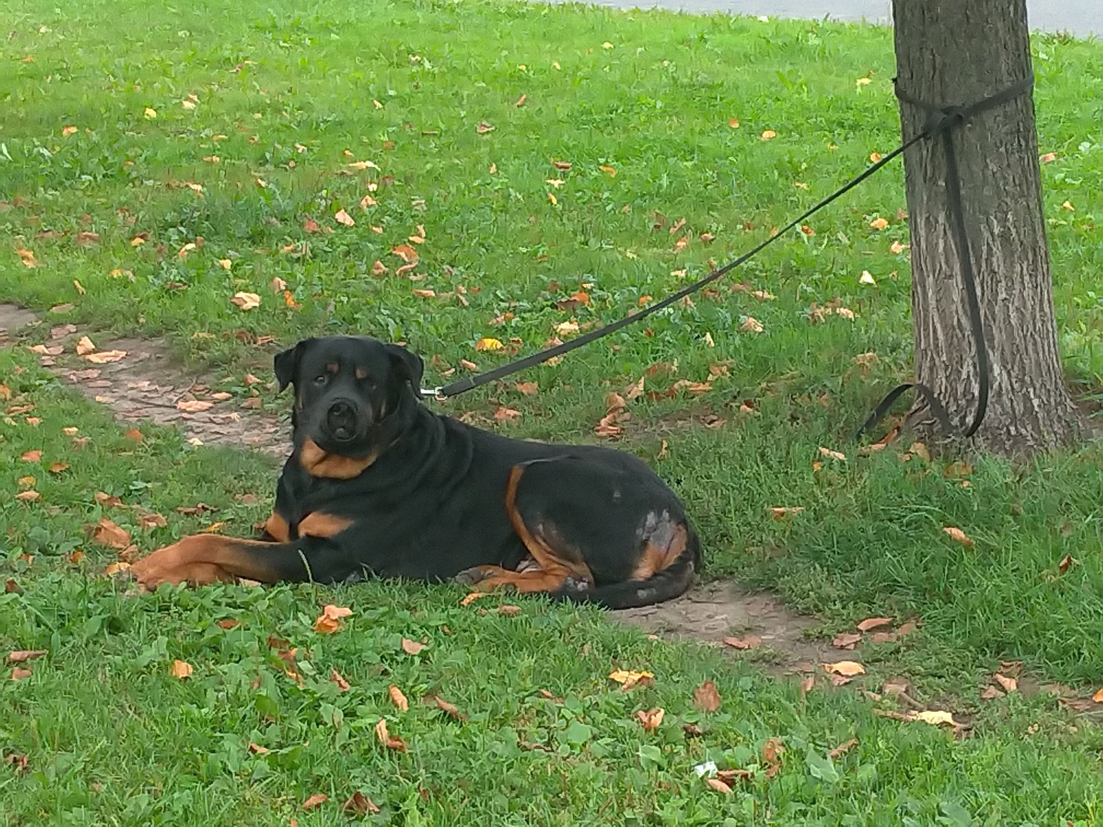 The dog was left on a leash St. Petersburg [There is a solution] - My, Lost, Dog, Saint Petersburg, Rottweiler