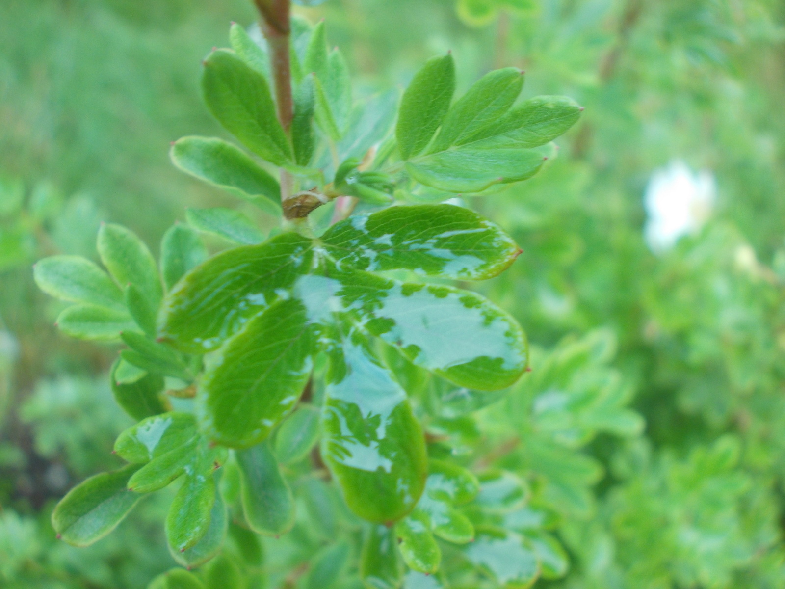 After the rain - My, , September, Longpost