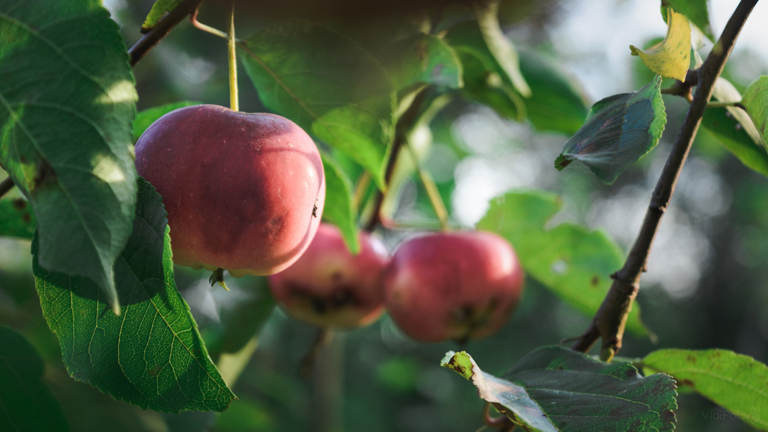 Cream tenderness - My, The photo, Apples, Leaves, Thing, Nikon d5200, 18-55 kit, Longpost