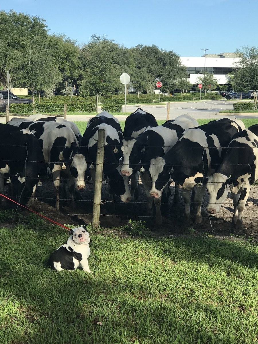 Tofu met his family - Dog, Milota, Cow, Family