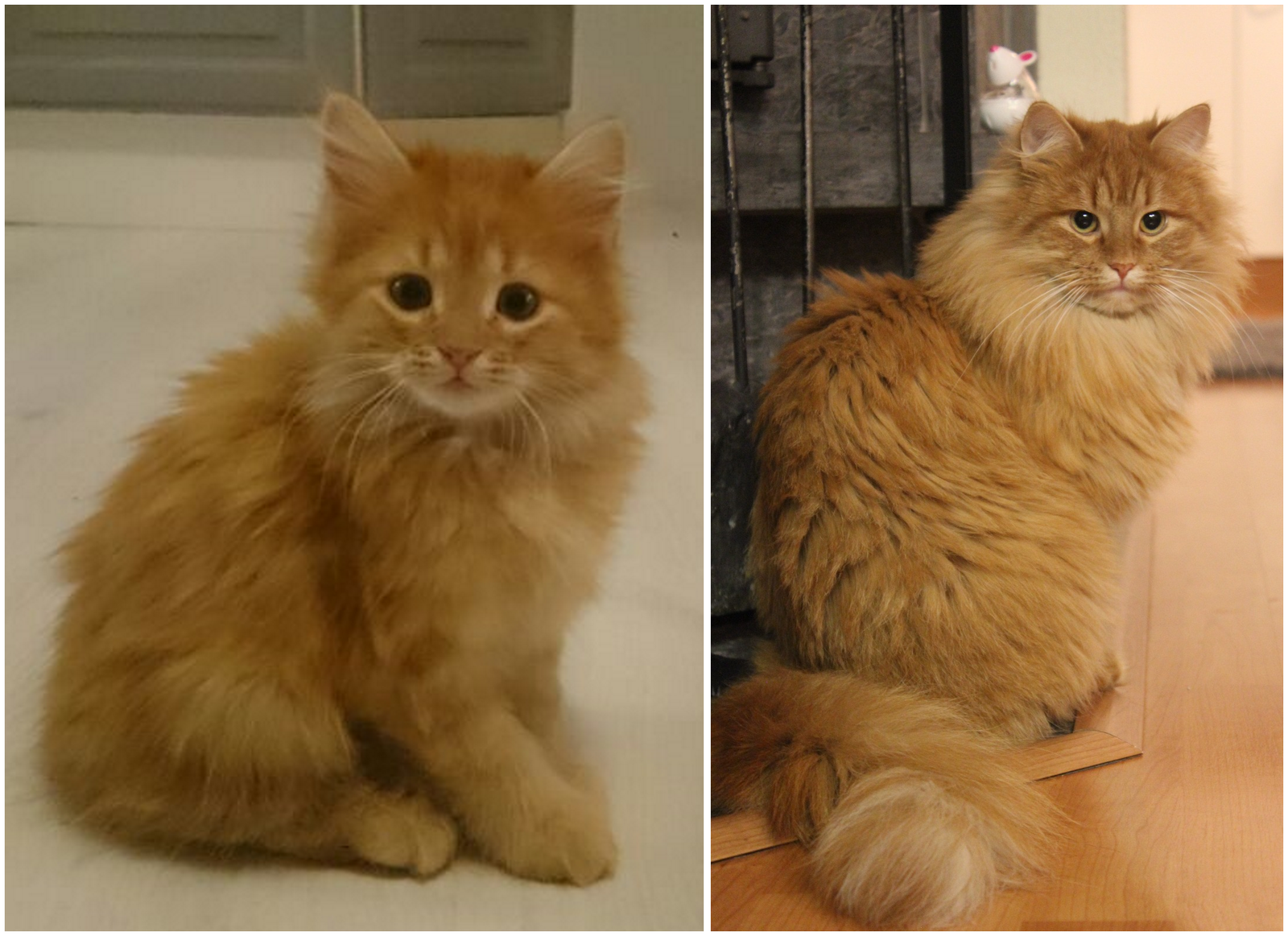 How do they grow... - cat, Milota, Redheads, Norwegian Forest Cat