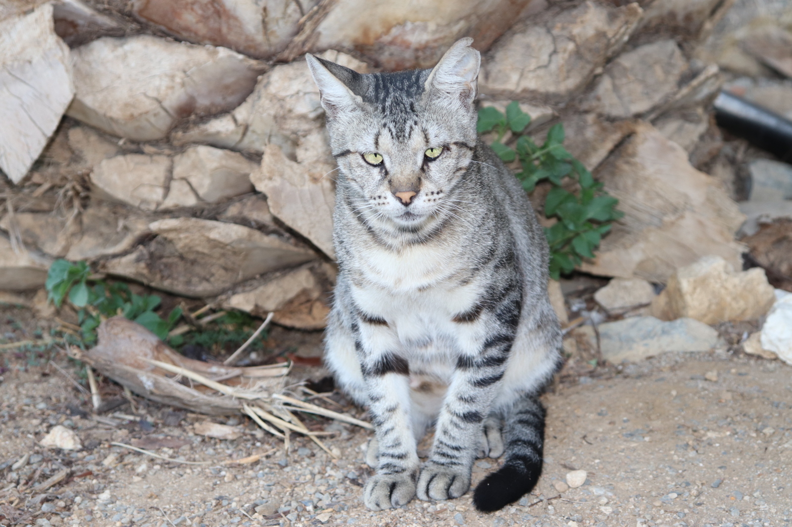 Очень суровый критский кот. - Моё, Кот, Canon, Фотография, Без фильтров, Греция, Настоящий мужик, Картинки, Начинающий фотограф