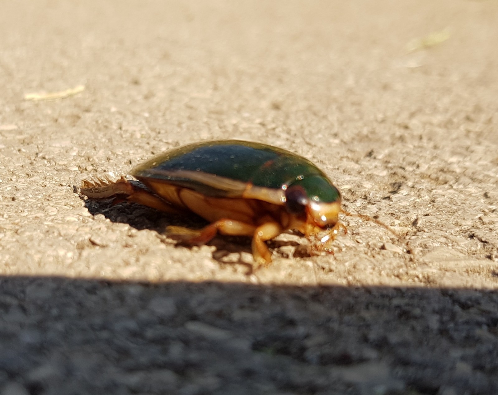 Who is this? - Жуки, What's this?, Who is this?, Insects, Longpost