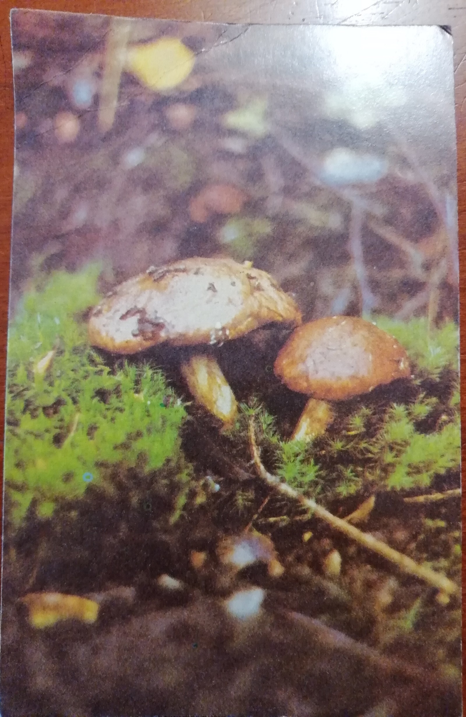 Mushrooms - Mushrooms, Postcard, Longpost