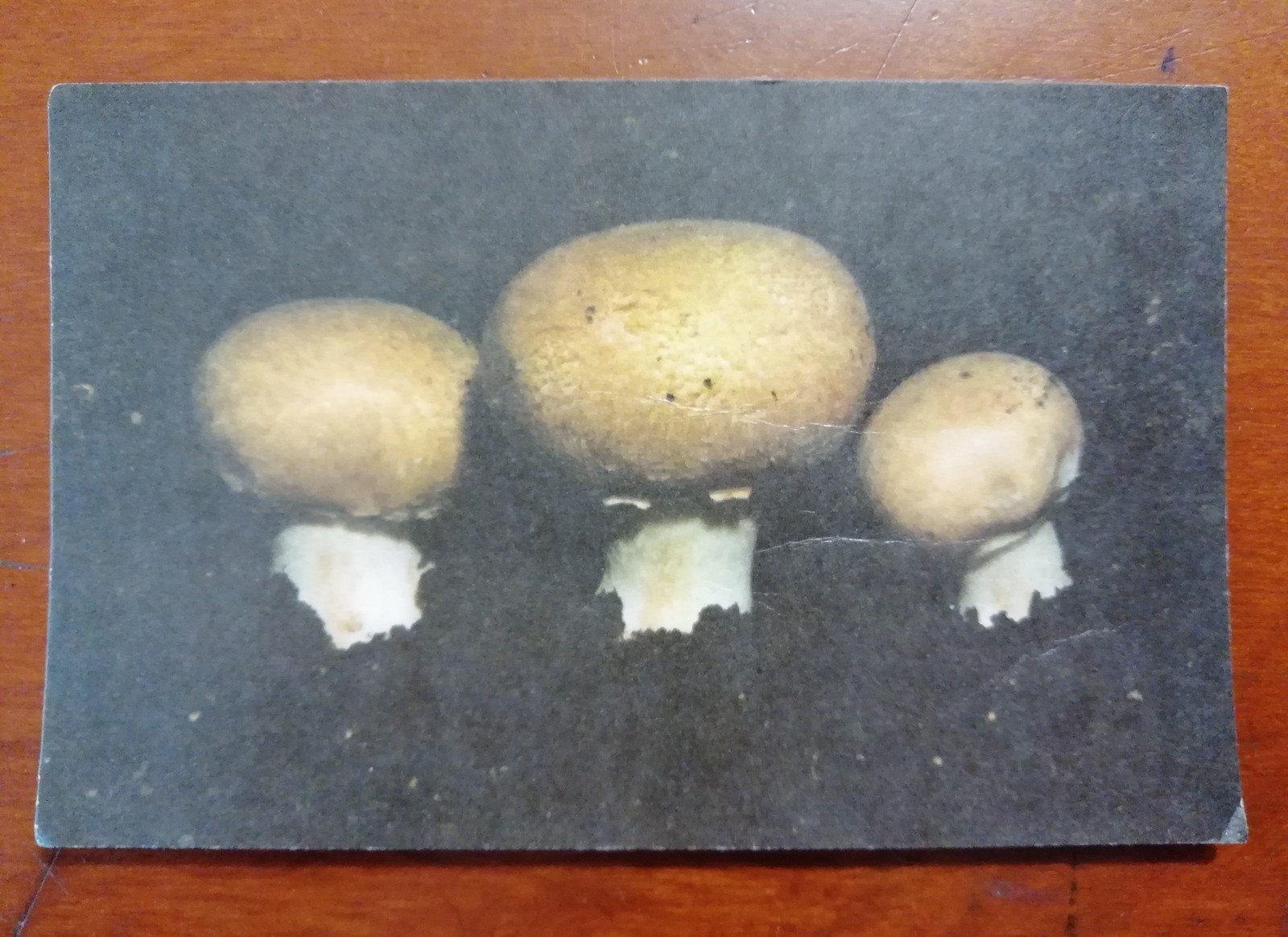 Mushrooms - Mushrooms, Postcard, Longpost