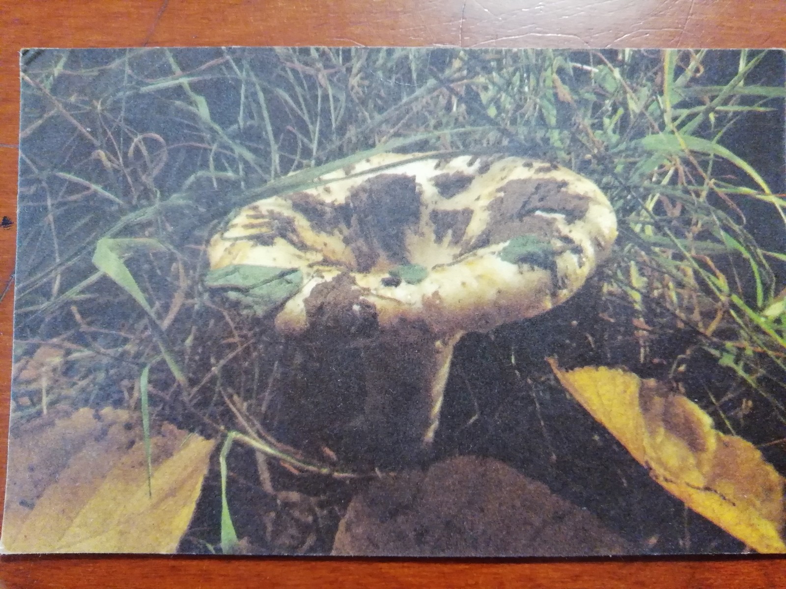 Mushrooms - Mushrooms, Postcard, Longpost