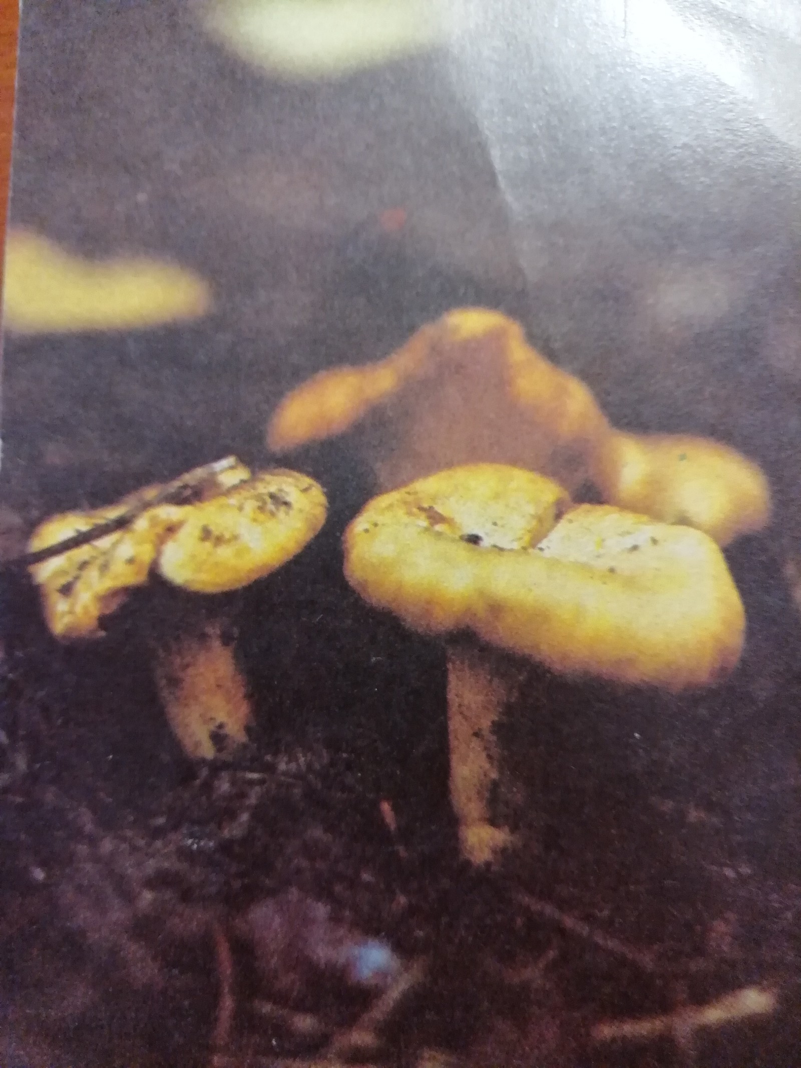 Mushrooms - Mushrooms, Postcard, Longpost