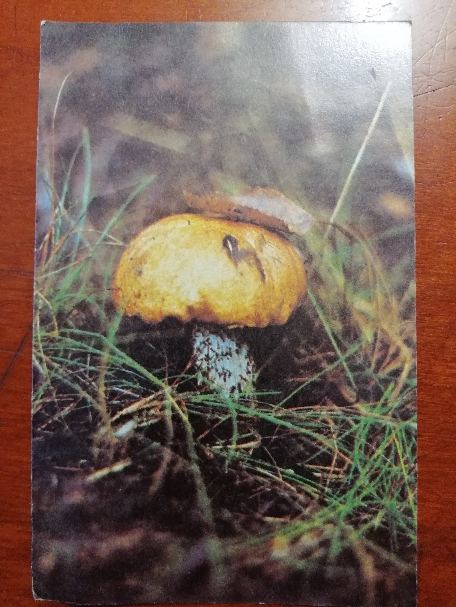 Mushrooms - Mushrooms, Postcard, Longpost