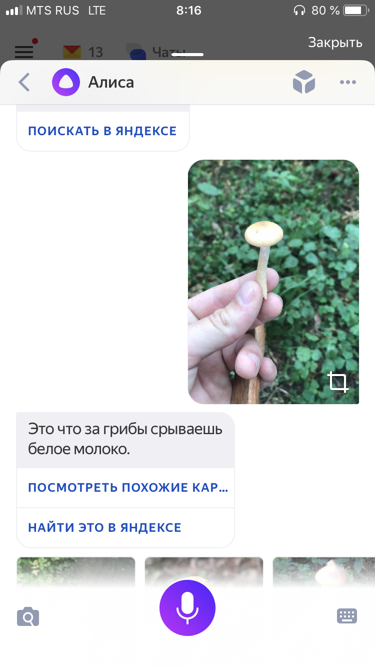 How to go mushroom picking in 2018 - My, Mushrooms, Mushroom pickers, Life hack, Longpost, Yandex Alice