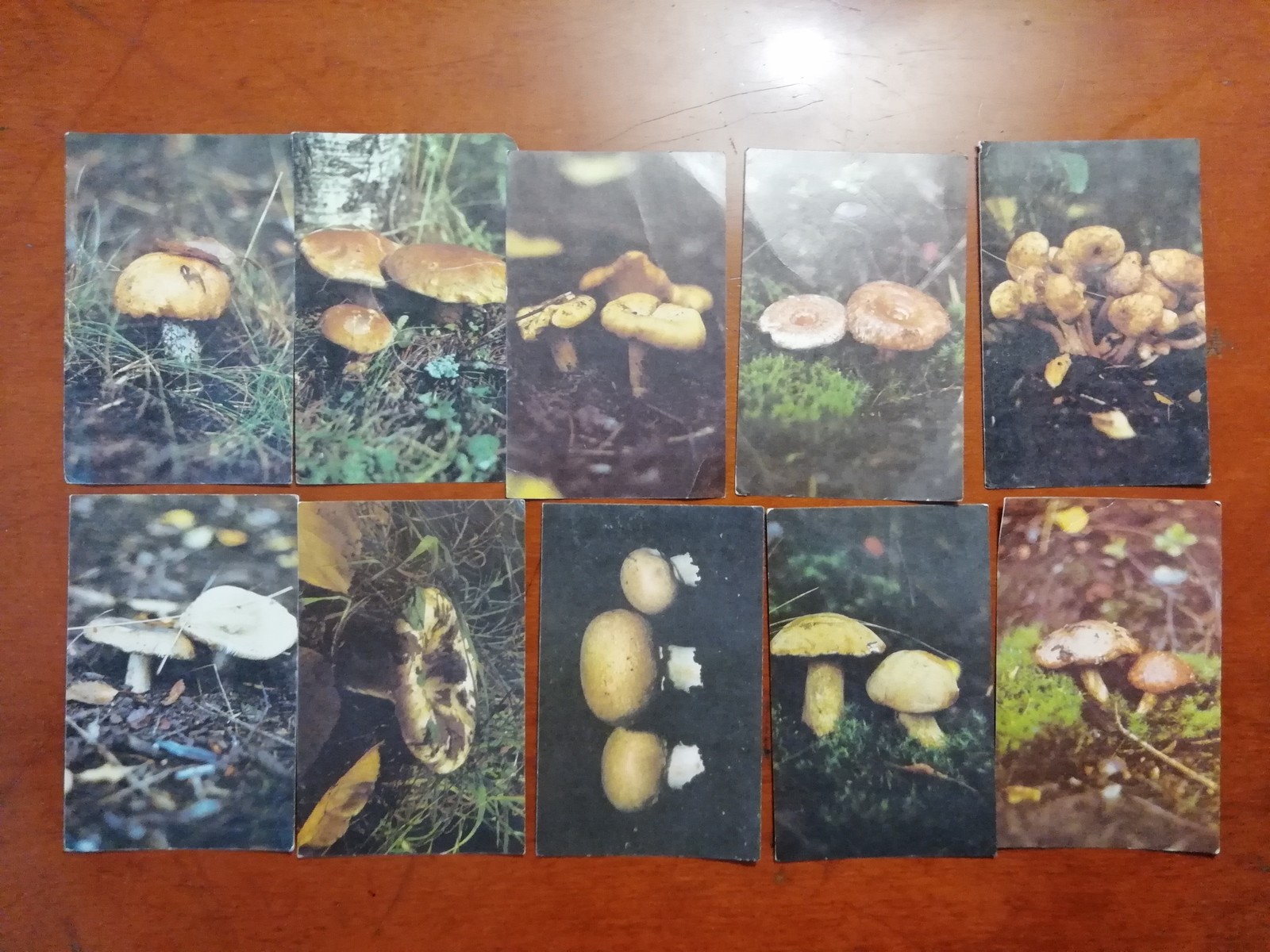 Mushrooms - Mushrooms, Postcard, Longpost