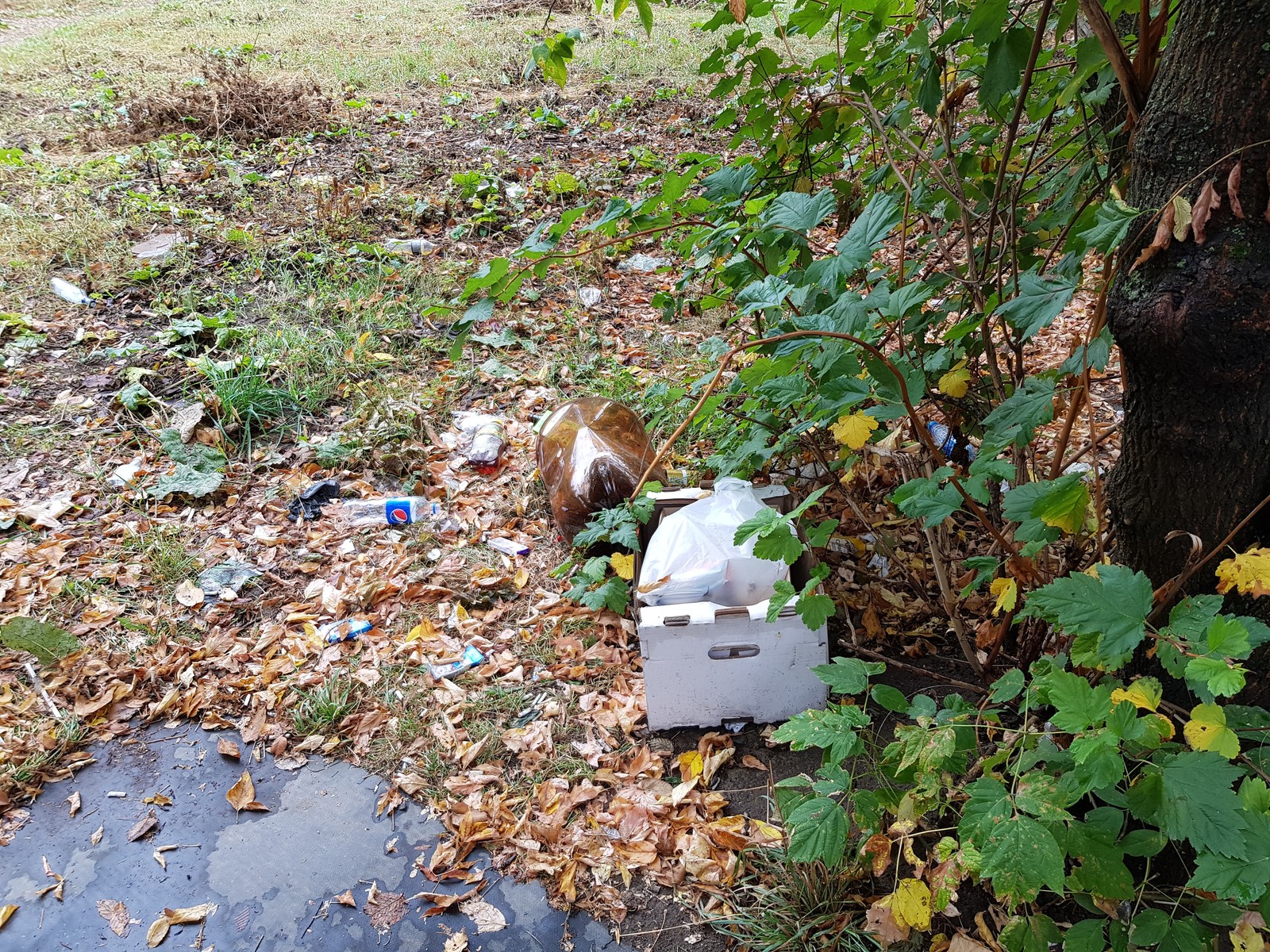 Pushkino near Moscow is buried in garbage - My, Garbage, Подмосковье, Pushkino, Problem, Disgusting, Inaction of the authorities, Trash heap, Longpost