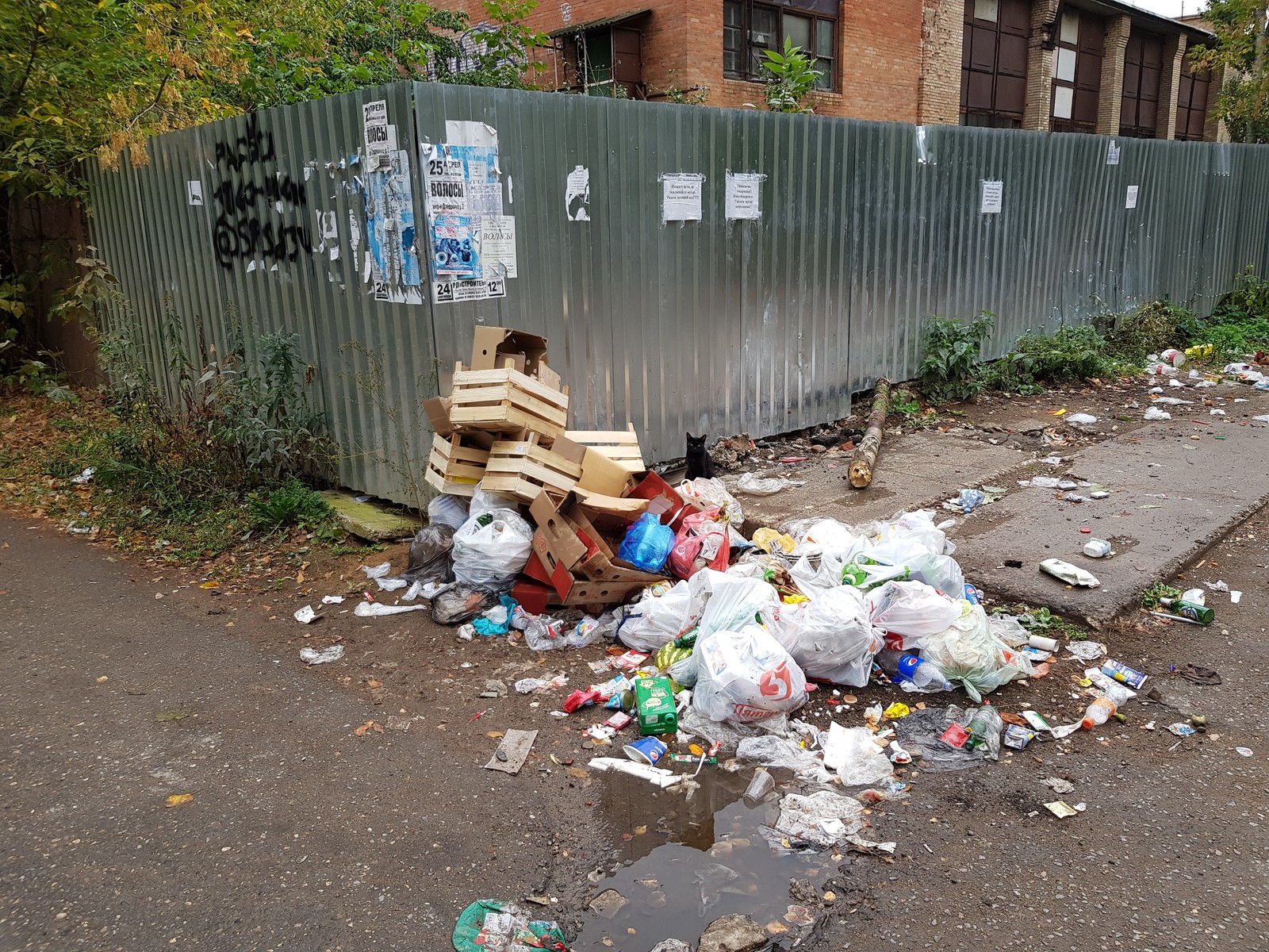 Pushkino near Moscow is buried in garbage - My, Garbage, Подмосковье, Pushkino, Problem, Disgusting, Inaction of the authorities, Trash heap, Longpost