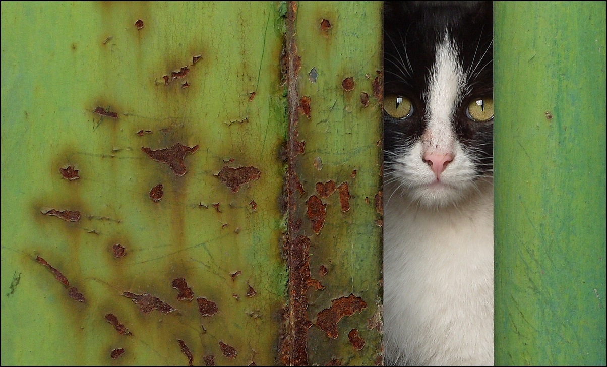 Through the crack of the iron curtain - cat, Sadness