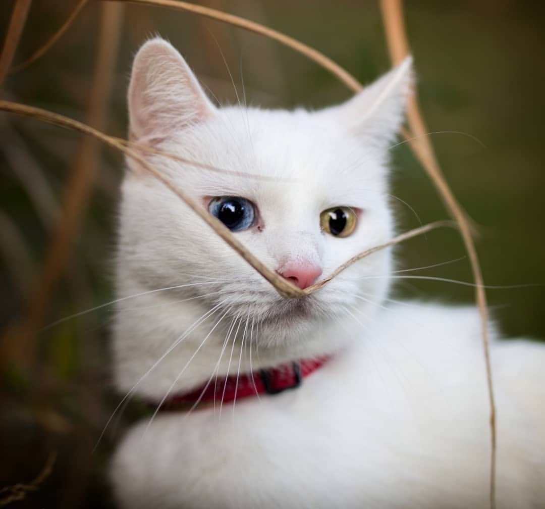 Oh those eyes.. - cat, Heterochromia, Eyes, , Longpost