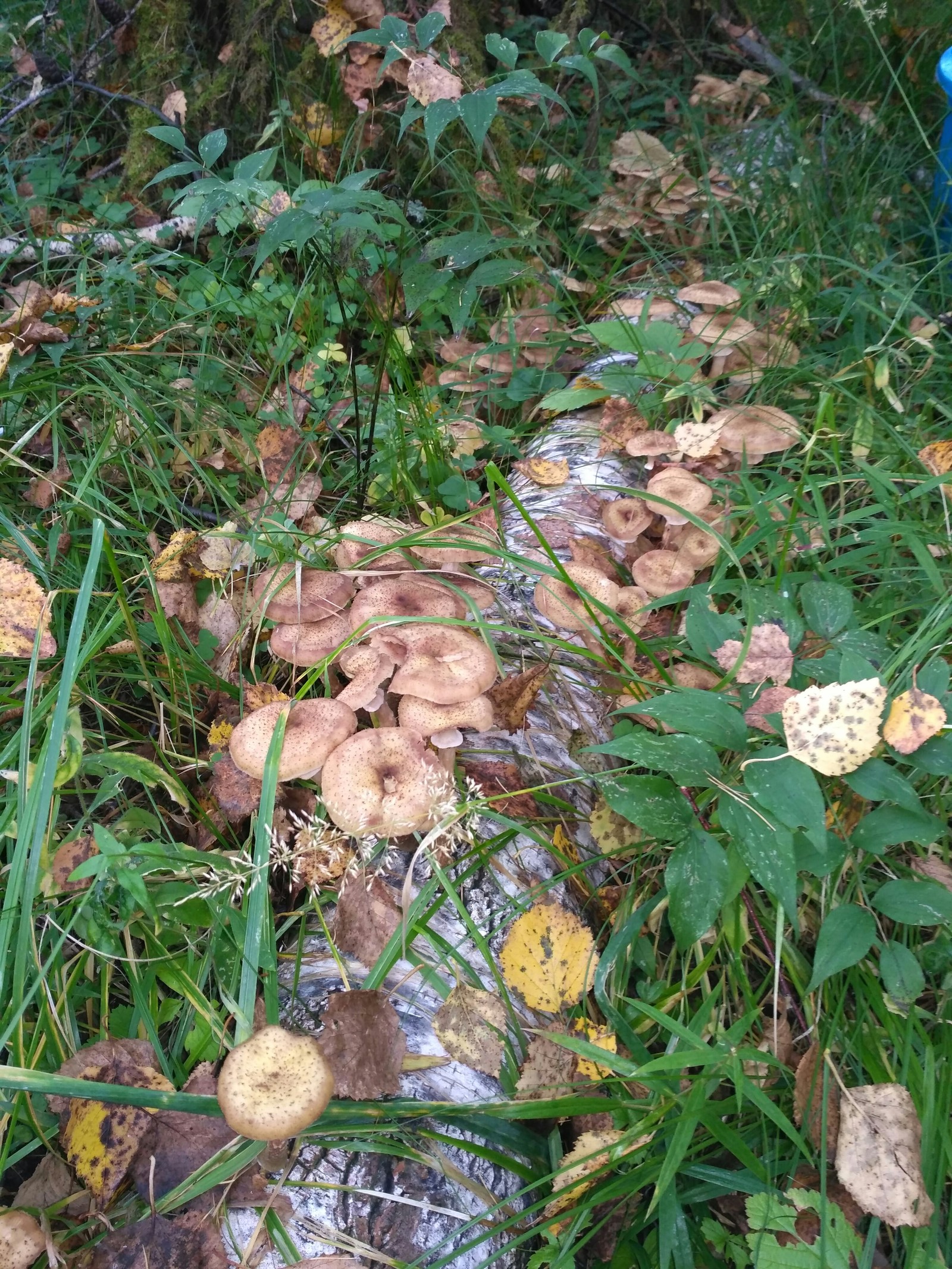 Catch! - Silent hunt, Mushrooms, Honey mushrooms, Longpost