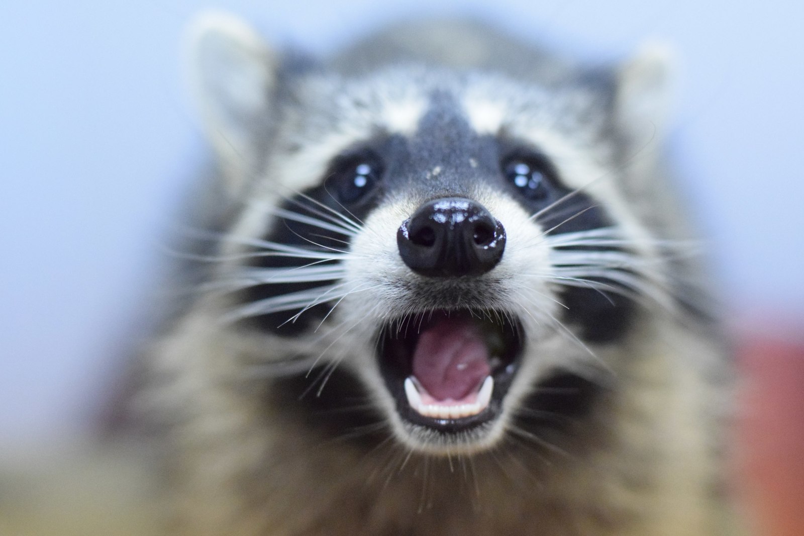 Raccoons are matriarchy! - Raccoon, , Matriarchy, Female, Men and women, Women