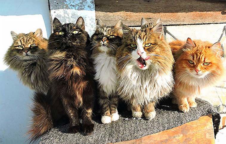 The beauty of Siberian cats - cat, Siberia, Longpost