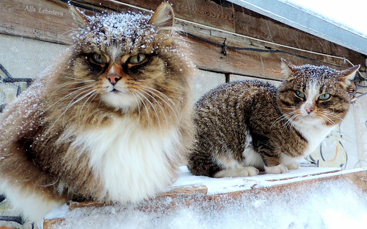 The beauty of Siberian cats - cat, Siberia, Longpost