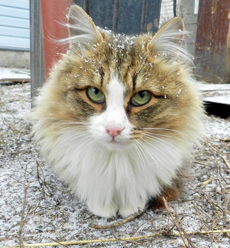 The beauty of Siberian cats - cat, Siberia, Longpost