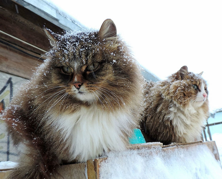 The beauty of Siberian cats - cat, Siberia, Longpost