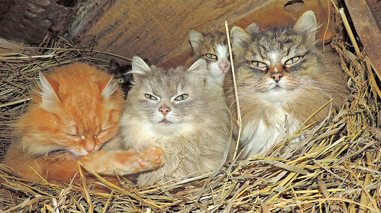 The beauty of Siberian cats - cat, Siberia, Longpost