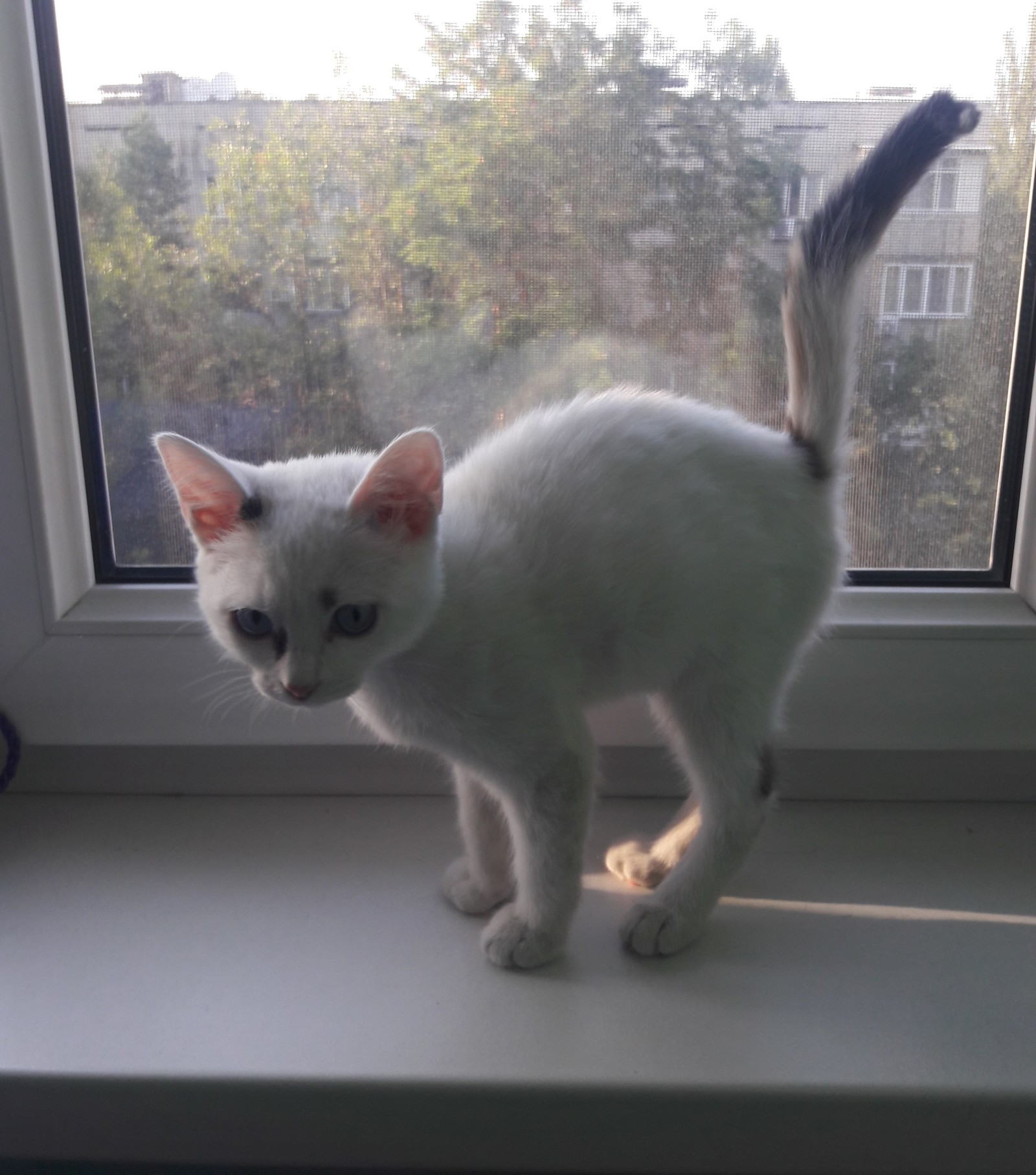 The kitten is looking for its human. Almaty - My, cat, In good hands, Kazakhstan, Almaty, No rating, Longpost