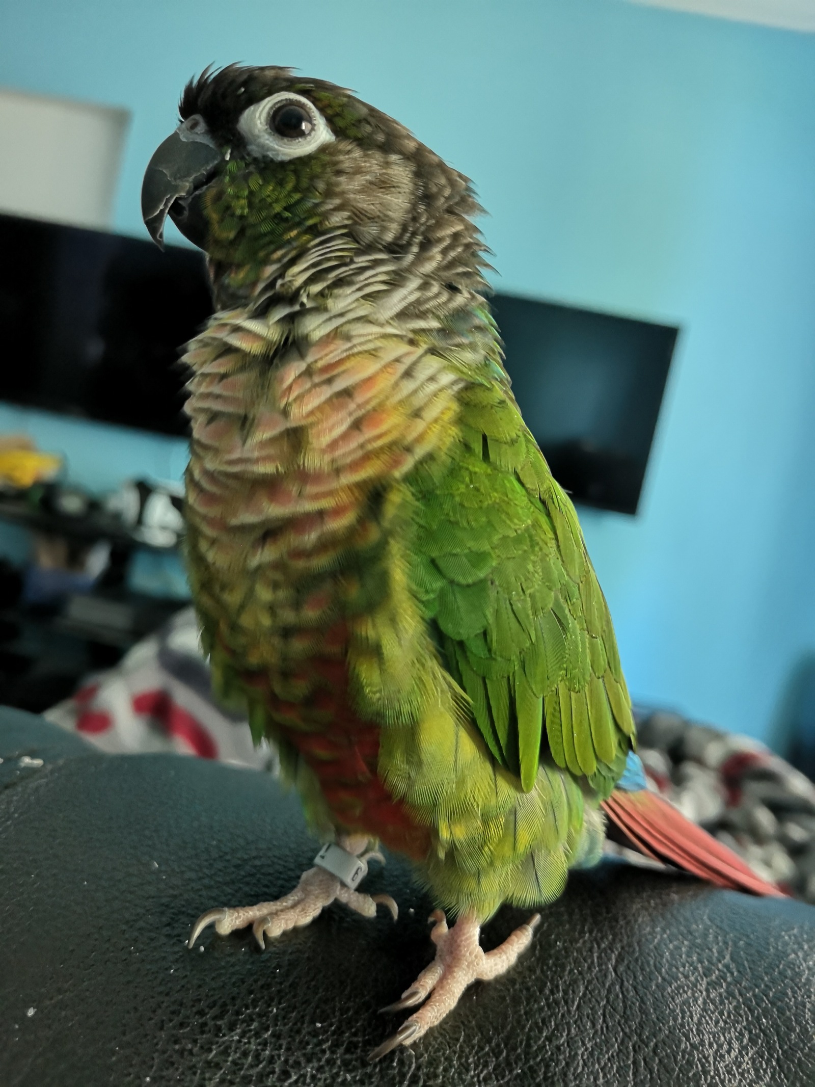 Pyrrhurca - My, Pyrrura, A parrot, Birds, Milota, Longpost