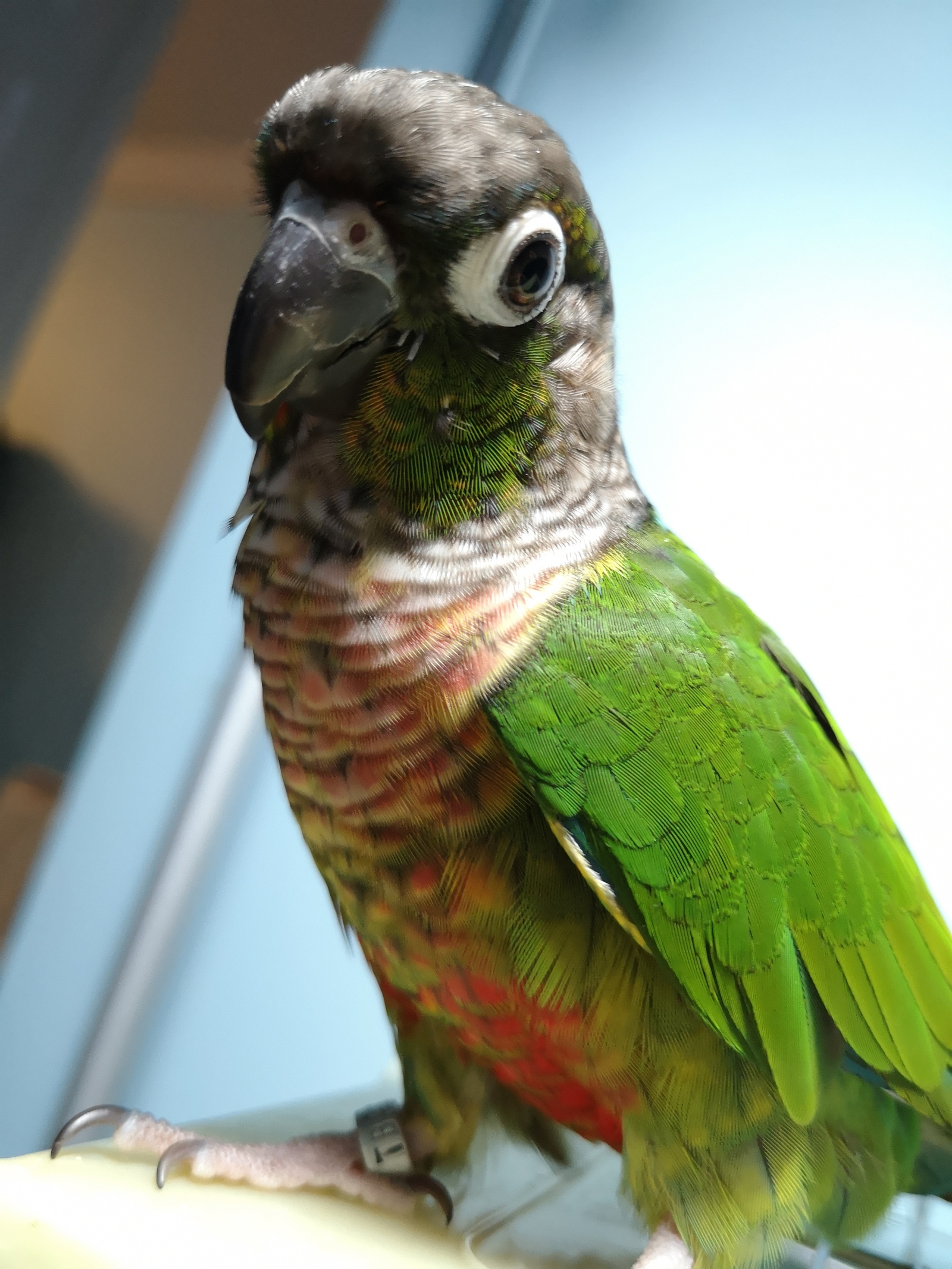 Pyrrhurca - My, Pyrrura, A parrot, Birds, Milota, Longpost