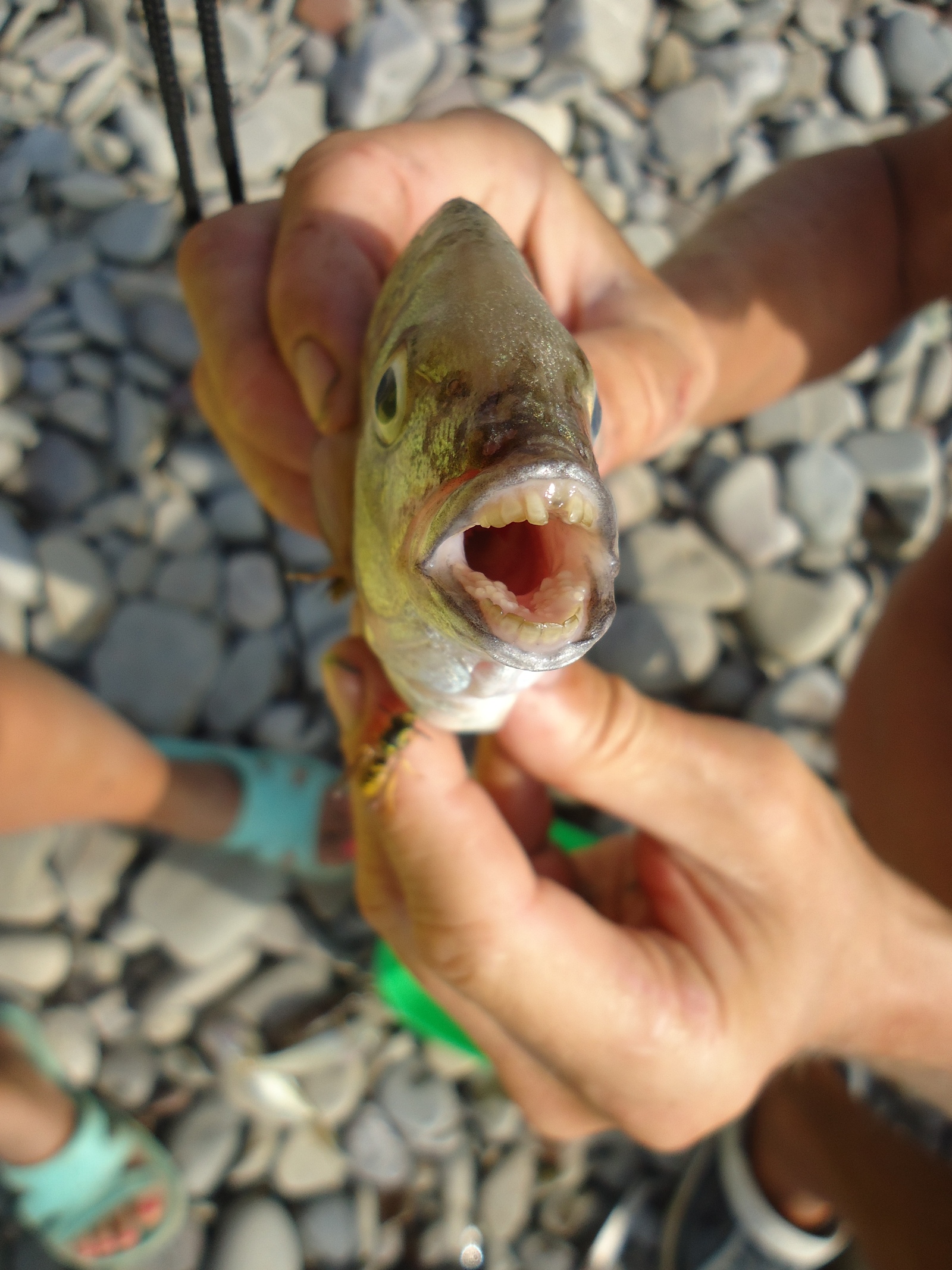 Watch your fingers 2 in the Black Sea - My, A fish, , , Teeth, Fingers, Longpost