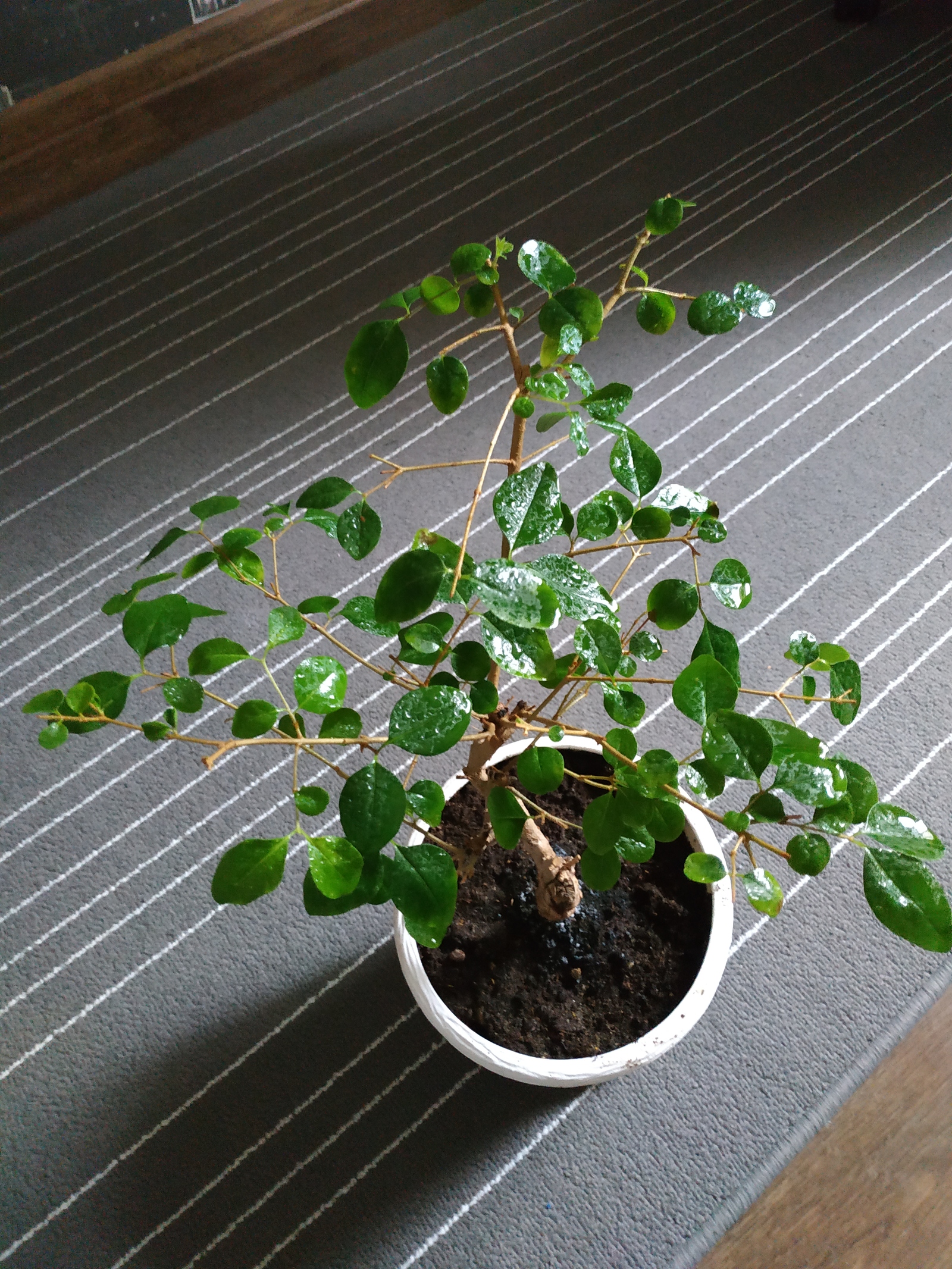 Help identifying a bonsai - My, Bonsai, Help, Plants