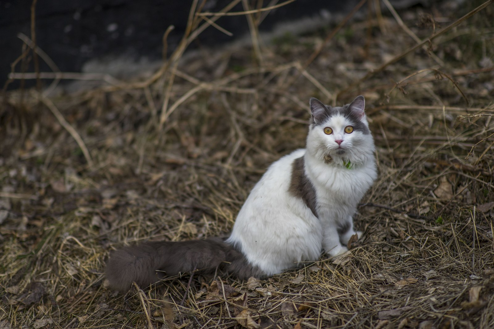 Я слышал, на пикабу любят котиков - Моё, Кот, Фотография, Животные, Длиннопост