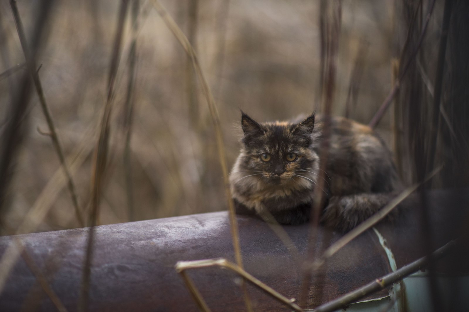 Я слышал, на пикабу любят котиков - Моё, Кот, Фотография, Животные, Длиннопост