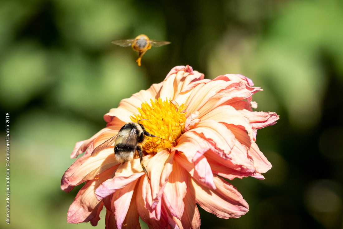 Bee and Bumblebee. Battle of Dahlia - My, Macro, Bees, Bumblebee, Longpost, Macro photography