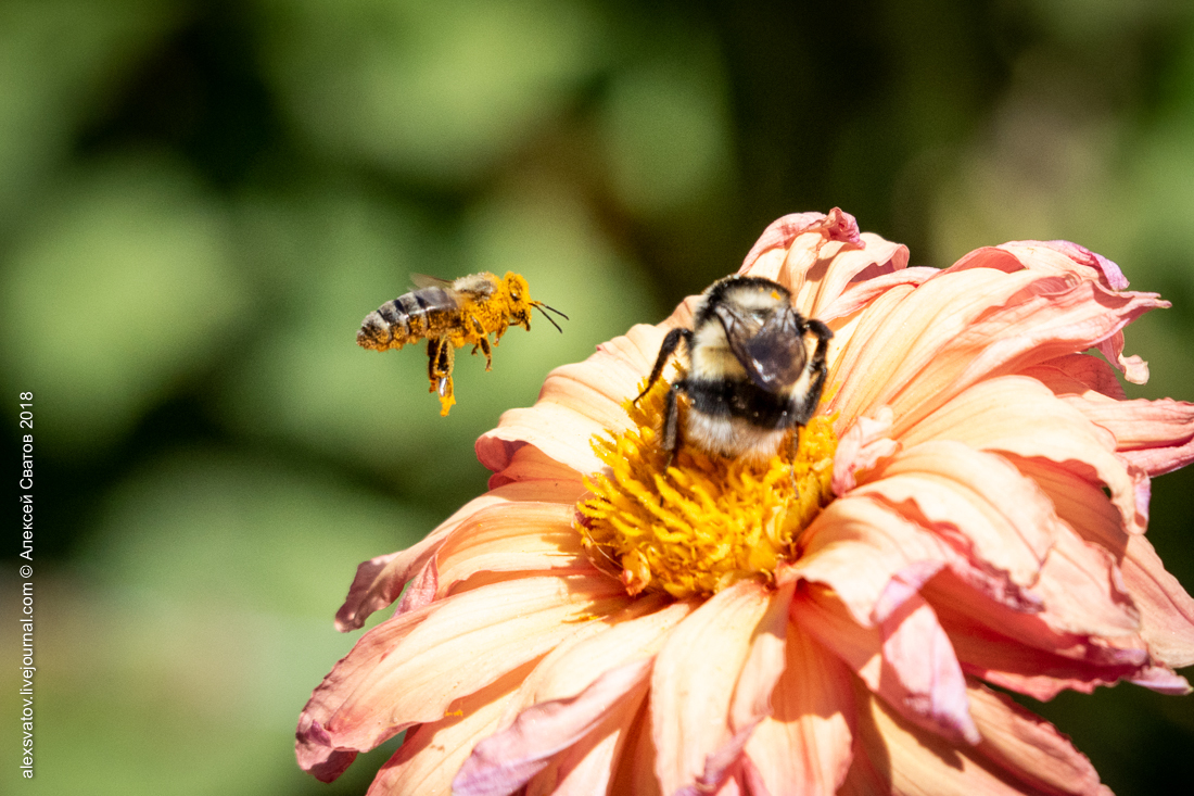 Bee and Bumblebee. Battle of Dahlia - My, Macro, Bees, Bumblebee, Longpost, Macro photography