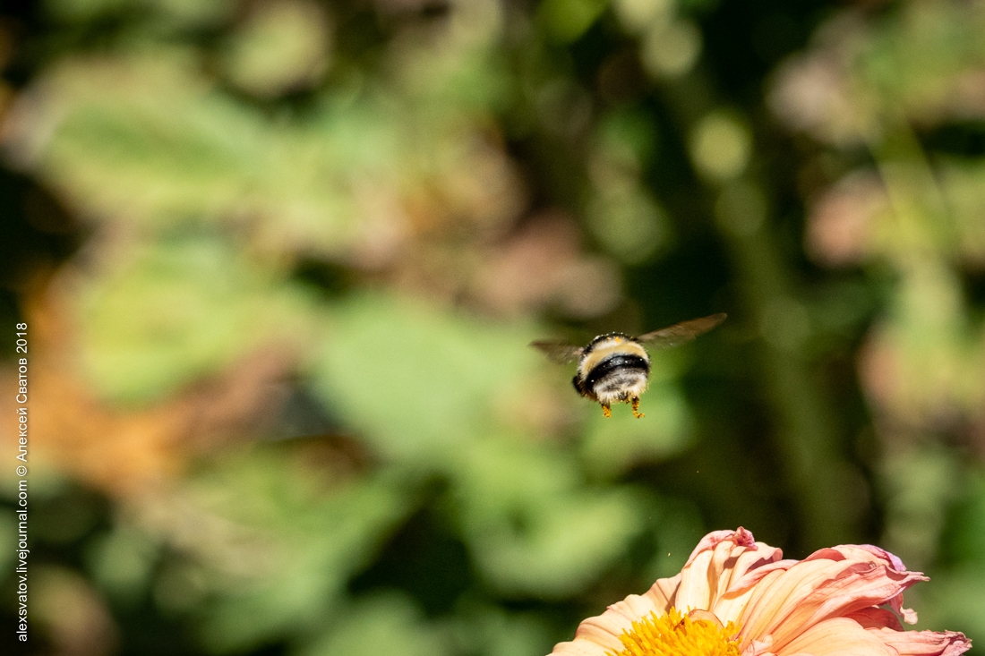 Bee and Bumblebee. Battle of Dahlia - My, Macro, Bees, Bumblebee, Longpost, Macro photography