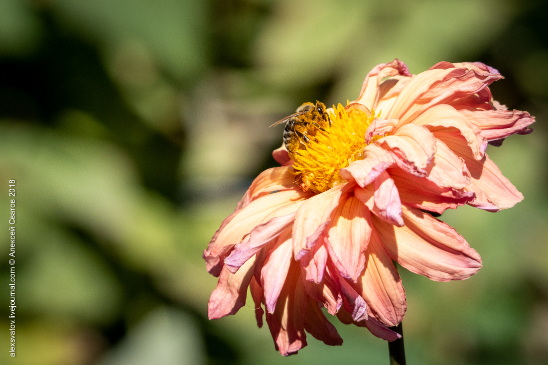 Bee and Bumblebee. Battle of Dahlia - My, Macro, Bees, Bumblebee, Longpost, Macro photography