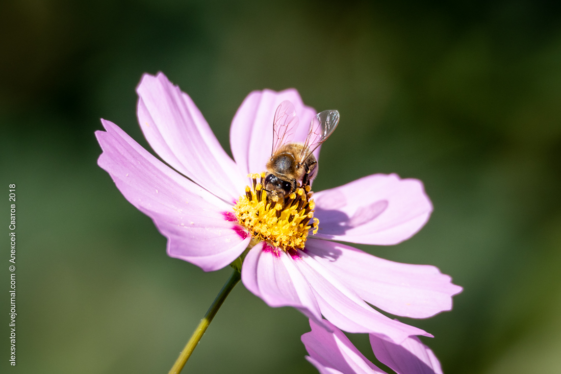 Bee and Bumblebee. Battle of Dahlia - My, Macro, Bees, Bumblebee, Longpost, Macro photography