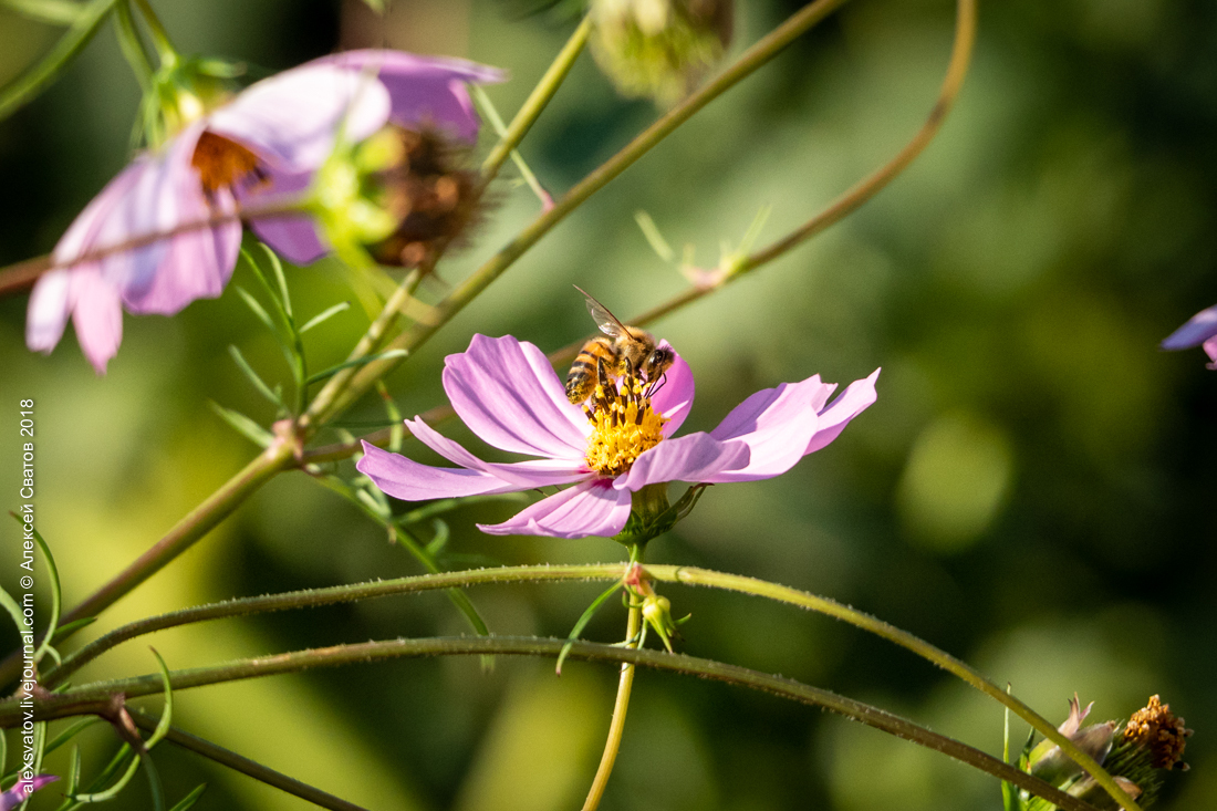 Bee and Bumblebee. Battle of Dahlia - My, Macro, Bees, Bumblebee, Longpost, Macro photography