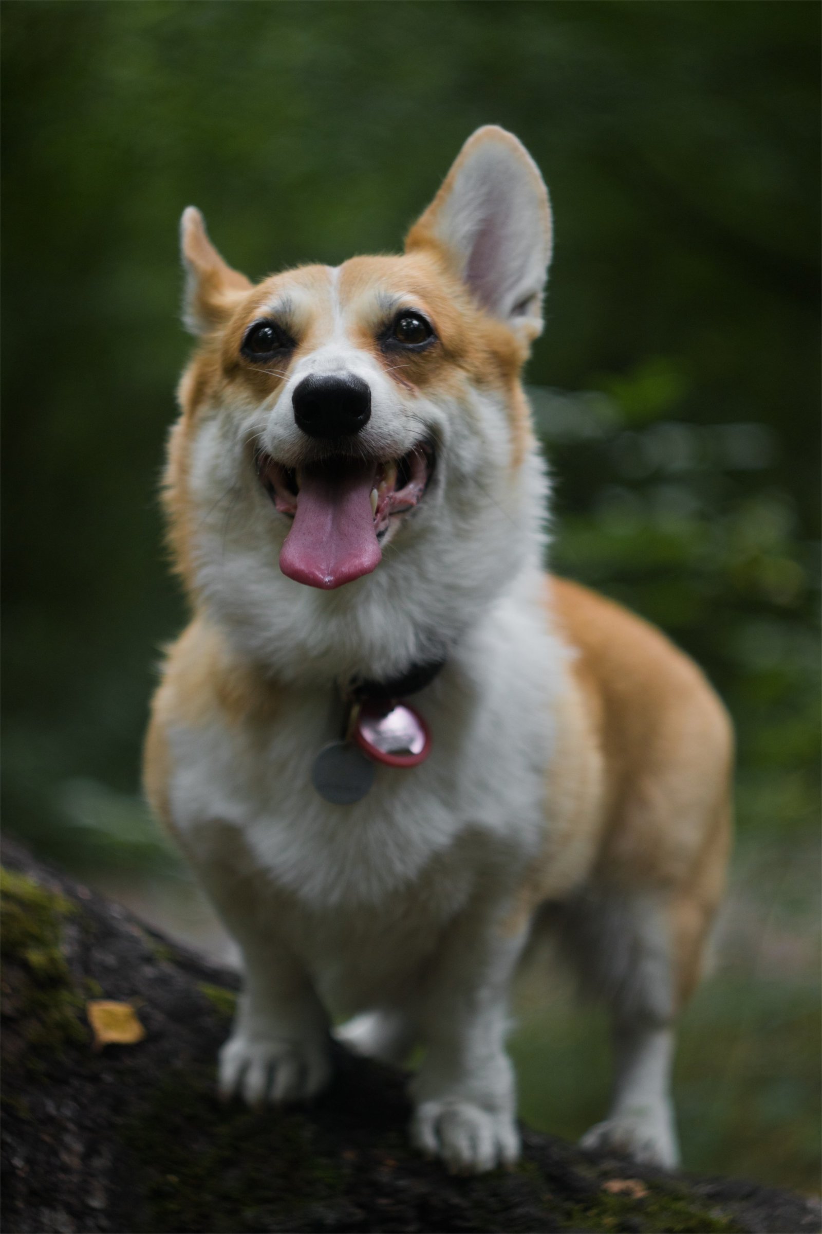 Corgi on Fridays, the last day of summer - My, The photo, Dog, Corgi, Longpost