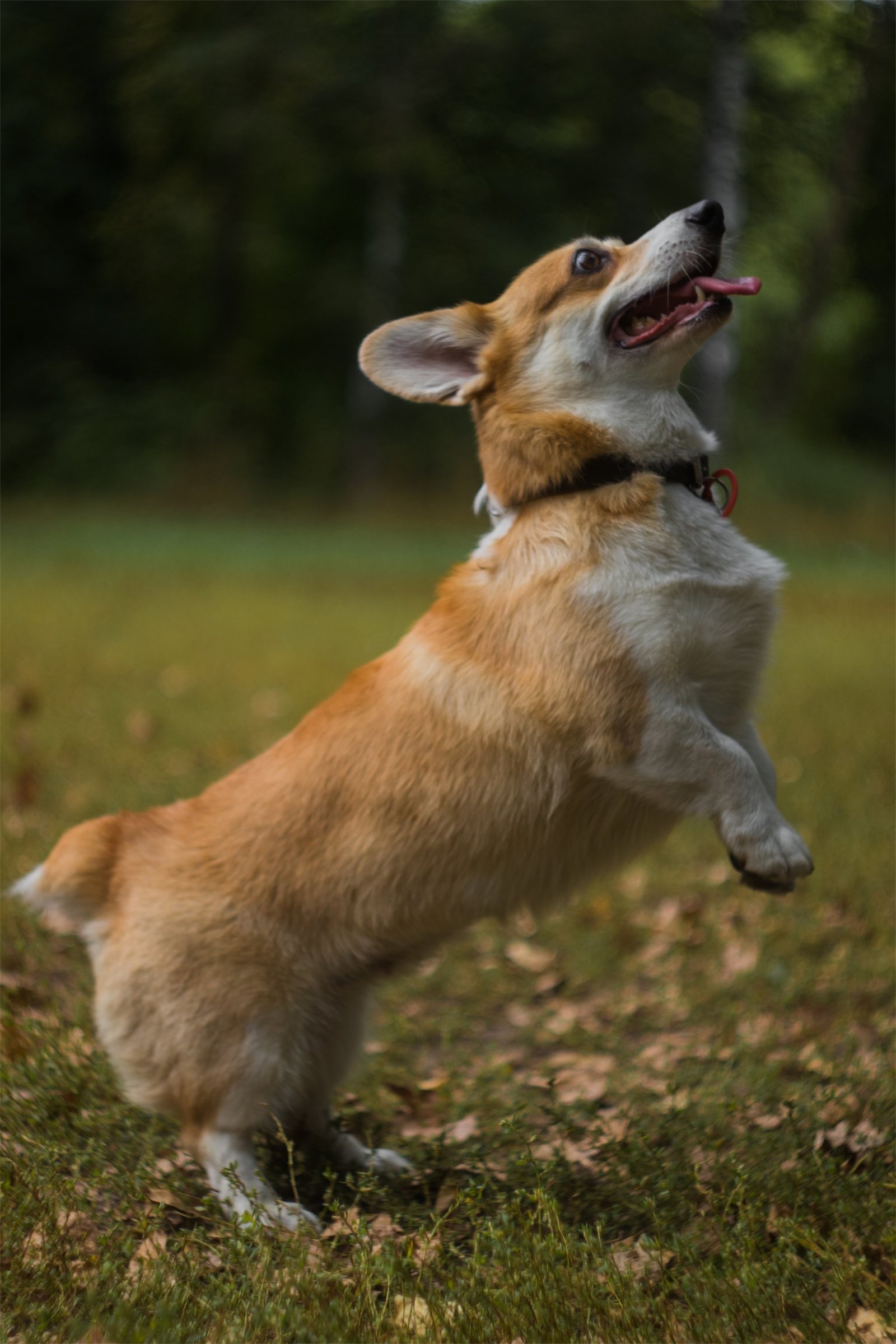 Corgi on Fridays, the last day of summer - My, The photo, Dog, Corgi, Longpost