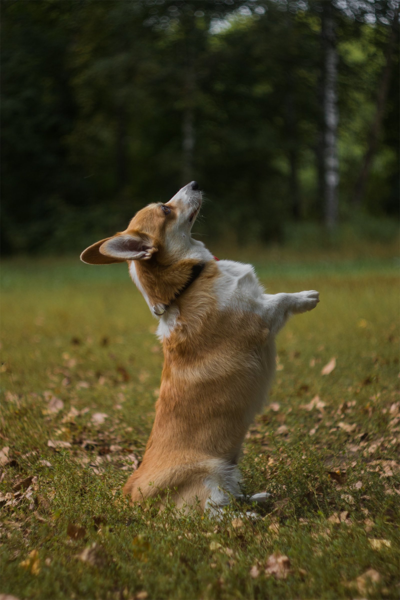 Corgi on Fridays, the last day of summer - My, The photo, Dog, Corgi, Longpost