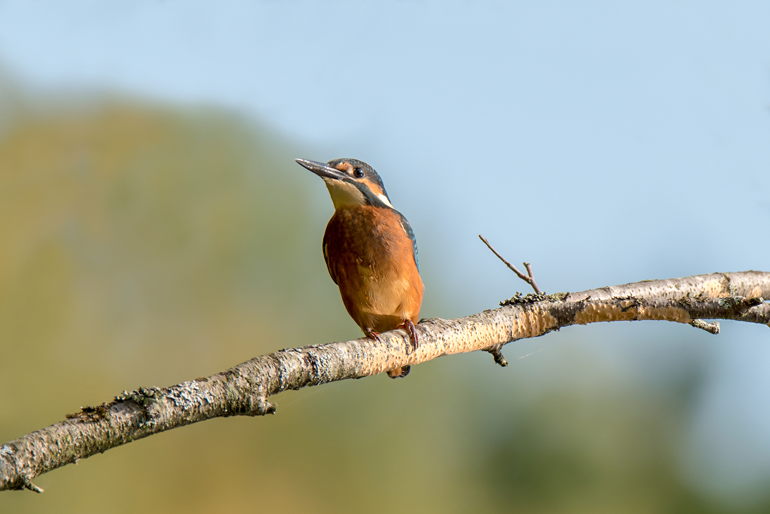 Kingfisher - My, Kingfisher, Birds, Leningrad region, The photo, Nikon, Longpost