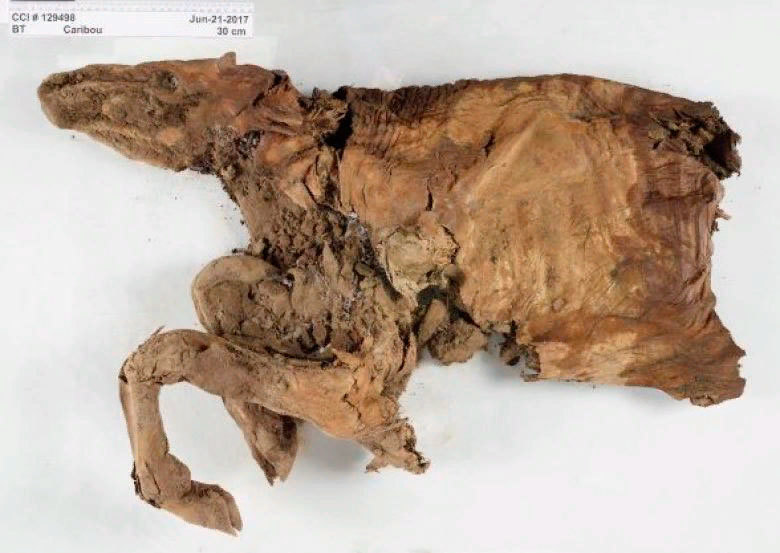 Mummified wolf cub and deer found in permafrost in Canada - My, Paleontology, Deer, Wolf, The science, Biology, Animals, Pleistocene, Longpost, Deer