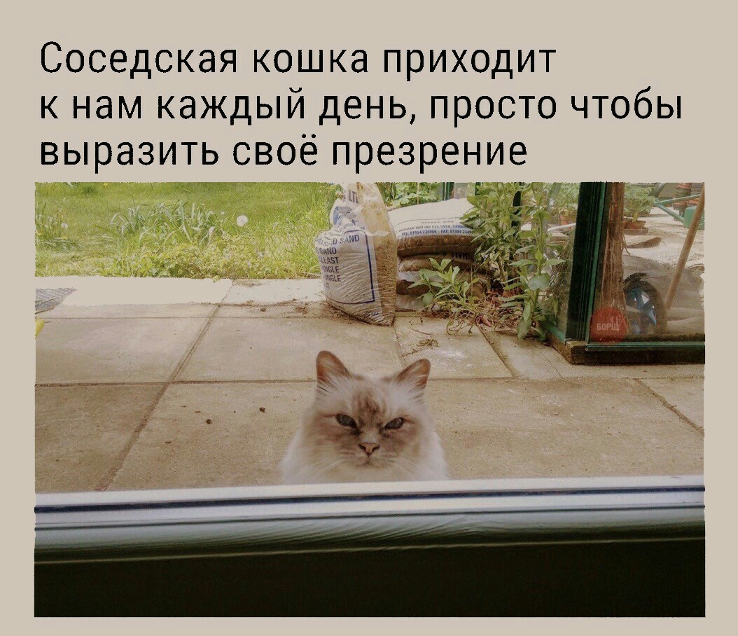 Кошка пришла. Толстый кот в окне. Смешные окна. Кот в окне Мем. Кошка на окне смешной.