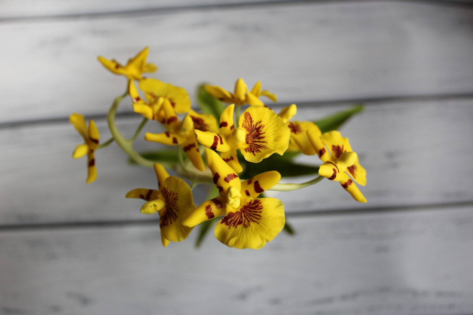 Орхидея Онцидиум | Пикабу