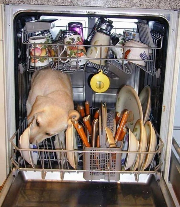 Dishwasher work. - Kitchen, Dog, Dishwasher