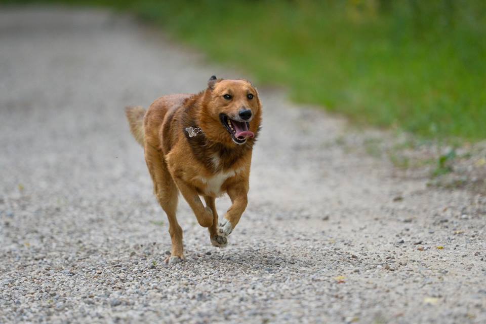 Redhead happiness named Richard is looking for his man - No rating, Moscow, Moscow region, Homeless animals, Looking for a master, Dog, Longpost, In good hands