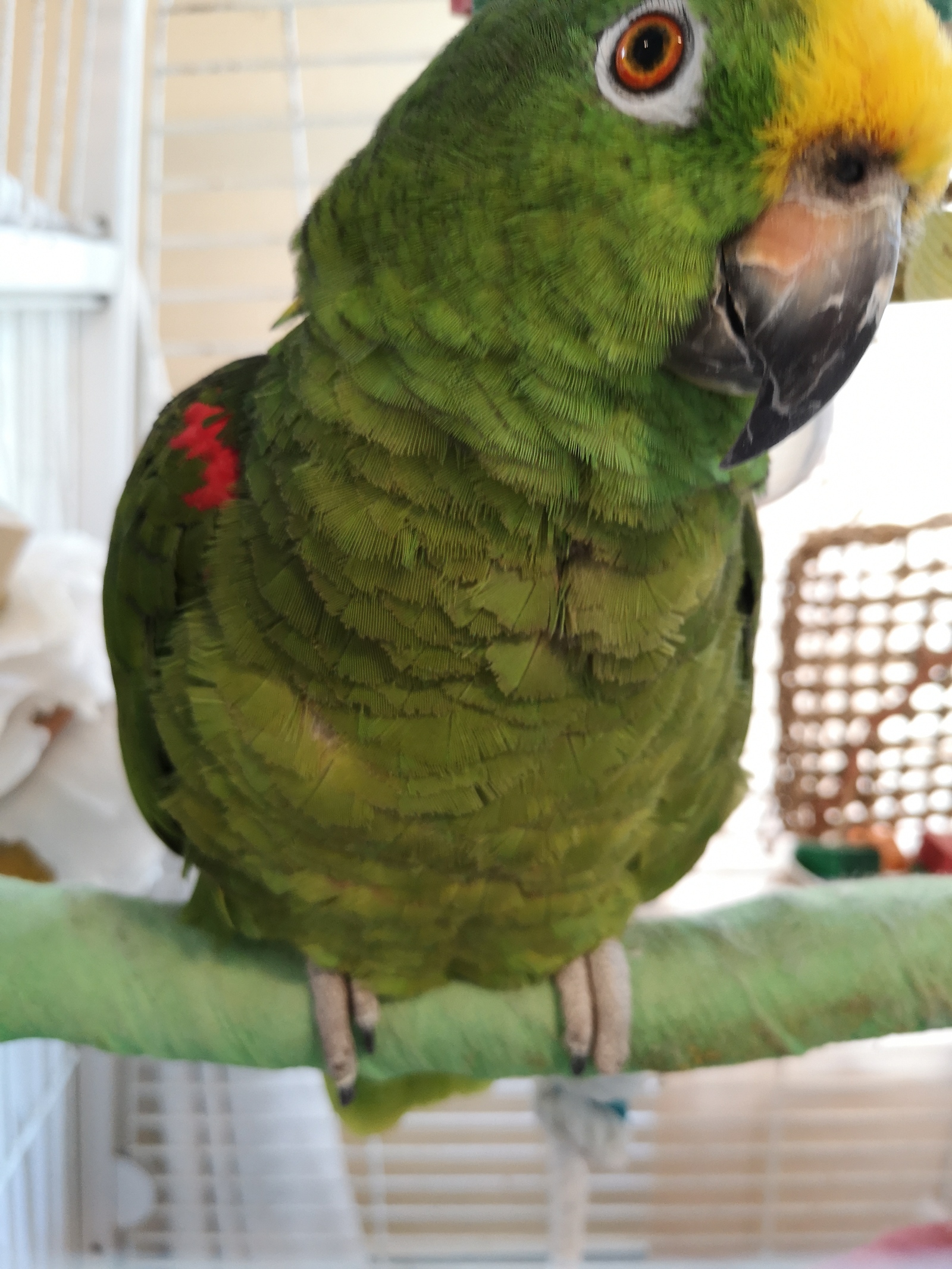 Parrots! - My, Birds, A parrot, Macaw parrots, Amazon, Pyrrura, Shelter, Longpost